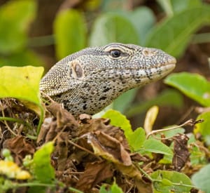 Invasive Nile Monitor Lizard, Sanibel, File Photo By Rainer Voegeli, Via Creative Commons.