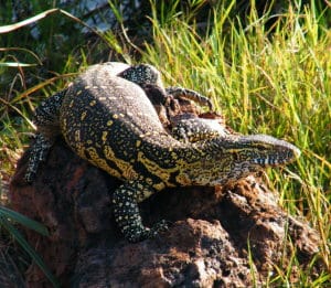 Invasive Nile Monitor Lizard, Sanibel, File Photo By dmitri_66, Via Creative Commons.