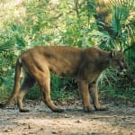 Panther In Naples