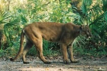 Sanibel, Male Florida Panther, In Refuge, File Photo, Courtesy MyFWCmedia, Via Creative Commons.