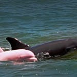 Rare White Bottlenose Dolphin Seen Off Florida Coast