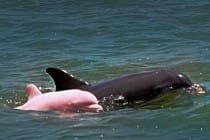 Pinky, The Rare Albino Dolphin Who Has Been Spotted In Lake Calcasieu In Louisiana, USA. Photograph- Captain Erik Rue: Caters News Agency Ltd.