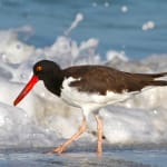 Sanibel-Captiva Audubon Christmas Bird Count