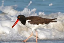 Sanibel-Captiva Audubon Christmas Bird Count, File Photo, American Oystercatcher By Mark Vance, Creative Commons.