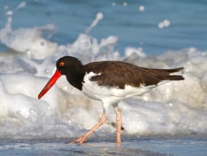 Sanibel-Captiva Audubon Christmas Bird Count, File Photo, American Oystercatcher By Mark Vance, Creative Commons.