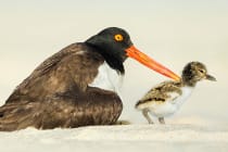 Sanibel-Captiva Audubon Christmas Bird Count, File Photo, American Oystercatcher With Chick By Gregory Gard, Via Creative Commons.