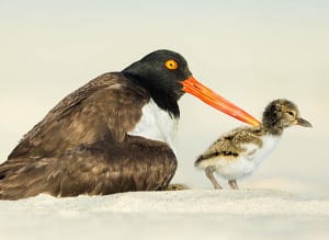 Sanibel-Captiva Audubon Christmas Bird Count, File Photo, American Oystercatcher With Chick By Gregory Gard, Via Creative Commons.