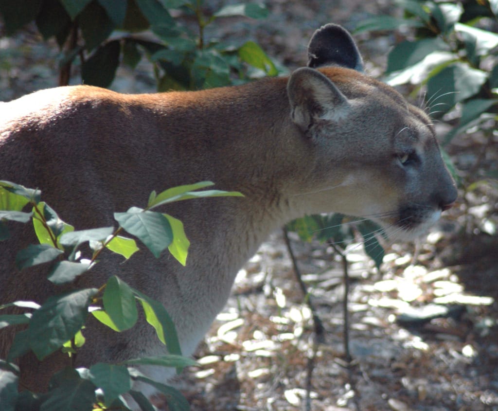 Florida Panther, Courtesy Of FWC, Via Creative Commons.