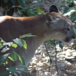 Mystery Of The Sanibel Panther or Captiva Panther?