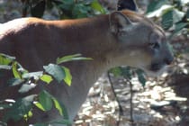 Florida Panther, Courtesy Of FWC, Via Creative Commons.