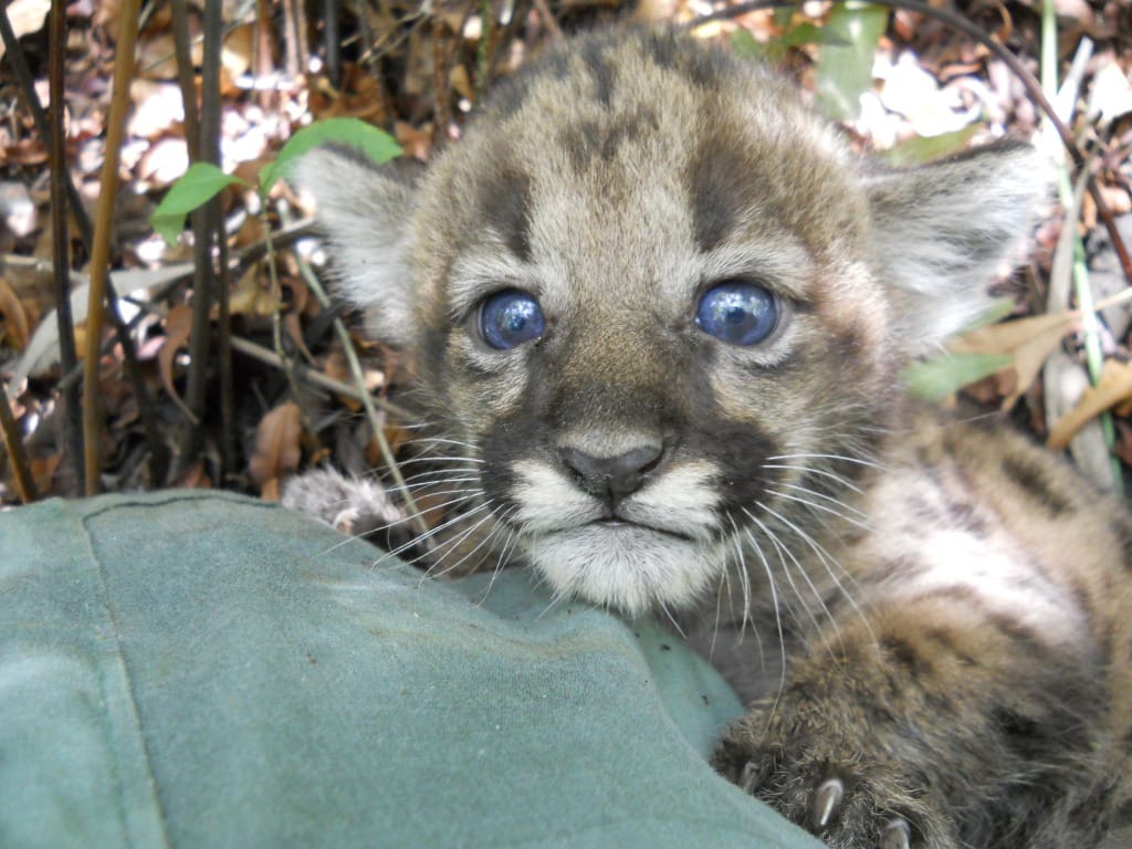 Sanibel, Florida Panther Kitten, Courtesy Of FWC, Via Creative Commons.