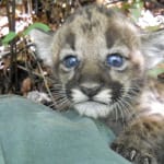 Florida Panthers & Wildlife Corridors