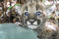Sanibel, Florida Panther Kitten, Courtesy Of FWC, Via Creative Commons.