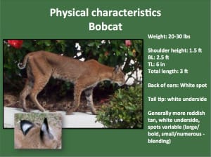 Sanibel, Physical Characteristics Of Florida Bobcat, Courtesy Of FWC, Via Creative Commons.