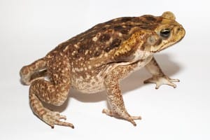 Adult Cane Toad, Sanibel, File Photo, By Brian Gratwicke, Via Creative Commons.