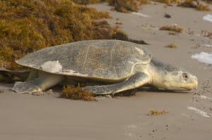 Adult Kemp's Ridley Sea Turtle by Terry Ross, Sanibel Rentals.