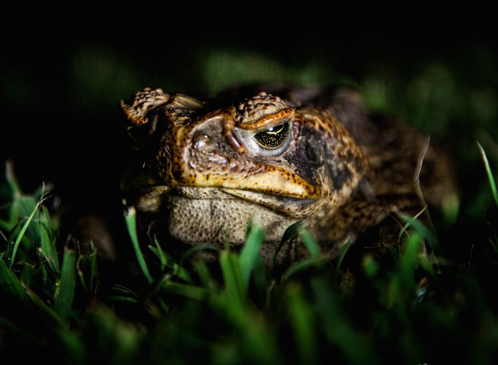 Cane Toad File Photo, Sanibel By Paul Williams, Via Creative Commons.