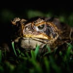 Sanibel Alien Invasion: Cane Toads & Other Invasive Species