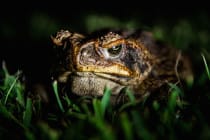 Cane Toad File Photo, Sanibel By Paul Williams, Via Creative Commons.