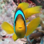 Important New Study For Sanibel & Captiva:  Ocean Life Faces Extinction