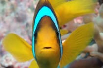 Clown Fish By Julian King, Via Creative Commons.