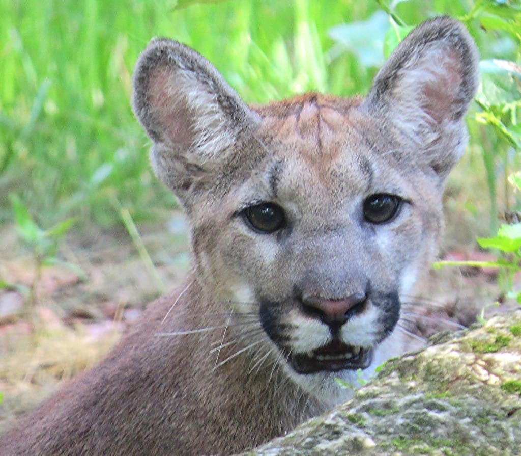 FWC Florida Panther Release, Via Creative Commons.