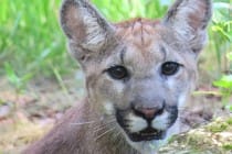 FWC Florida Panther Release, Via Creative Commons.