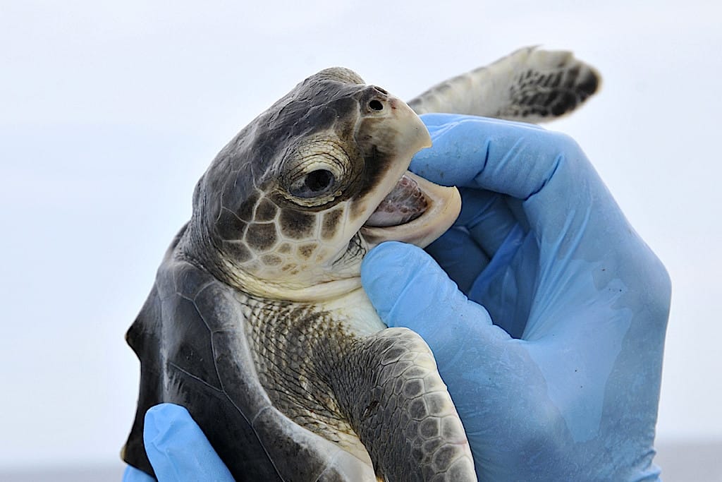 Kemp's Ridley Sea Turtle By FWC Fish and Wildlife Research Institute, Sanibel Rentals.