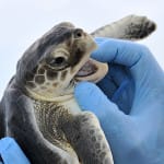 Tropical Storm Colin’s Impact On Sea Turtle Nests
