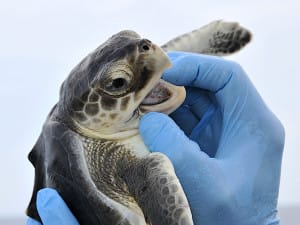 Kemp's Ridley Sea Turtle By FWC Fish and Wildlife Research Institute, Sanibel Rentals.