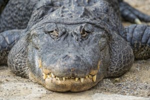 "Ding" Darling, File Photo Alligator By Tambako The Jaguar, Via Creative Commons.