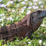 Invasive Exotic Spiny-tailed Iguana Confirmed On Sanibel