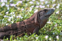 Sanibel: Spiny-tailed Iguana File Photo (Ctenosaura similis) by J.D. Willson, Via Creative Commons.