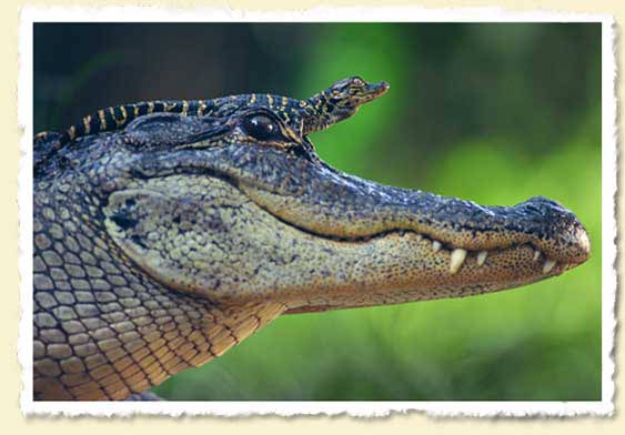 Swamp Dragons 3, Alligator Baby On Mother Alligator's Head, Photo Courtesy Of John Moran.
