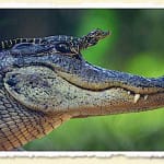 “Ding” Darling Gator & Croc Programs