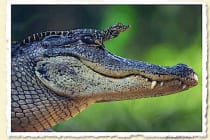 Swamp Dragons, Alligator Baby On Mother Alligator's Head, Photo Courtesy Of John Moran.
