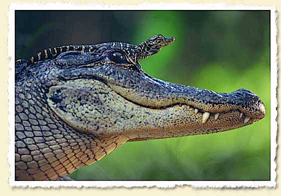 Swamp Dragons, Alligator Baby On Mother Alligator's Head, Photo Courtesy Of John Moran.