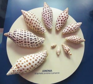 Sanibel & Captiva Shelling, Bailey Matthews National Shell Museum, Junonia Exhibit.