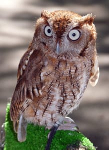 Eastern Screech Owl By Bruce Fulton, Via Creative Commons.