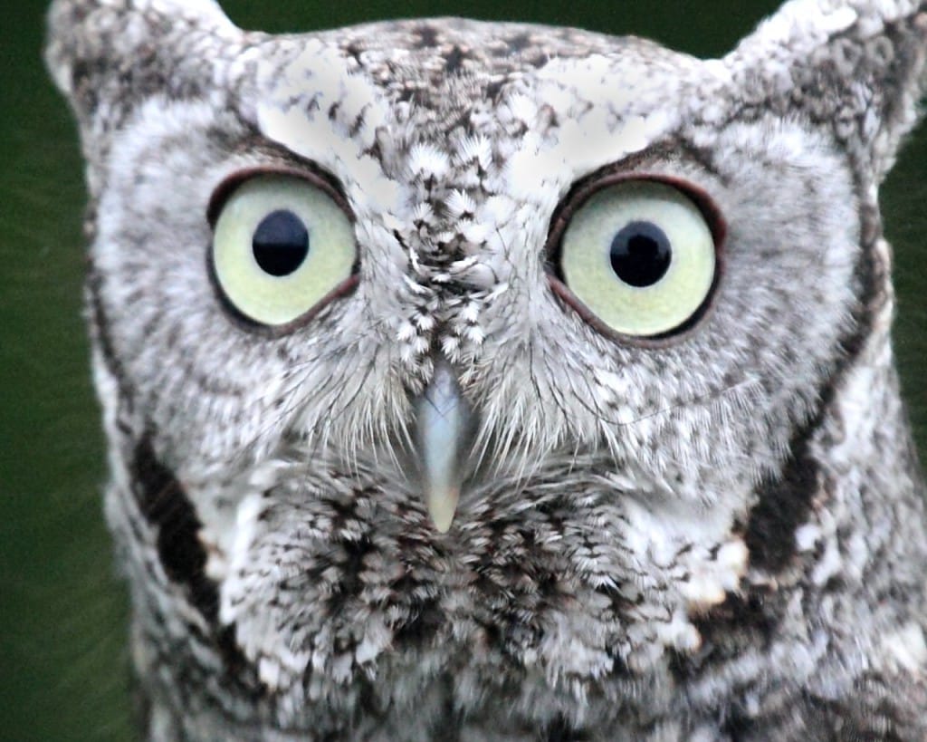Sanibel, Eastern Screech Owl File Photo By Sheribeari, Via Creative Commons.