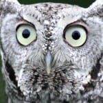 Owl Tales Presentation Wednesday @ 10 AM