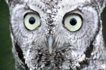 Sanibel, Eastern Screech Owl File Photo By Sheribeari, Via Creative Commons.