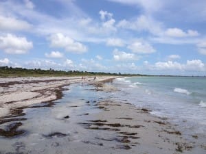 Sand Dollars, Seashells, Shelling, Cayo Costa.