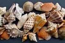 Sanibel Shell Festival 3, Sanibel Rentals, Photo Courtesy of Sanibel Shell Festival.
