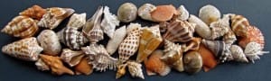 Sanibel Shell Festival 3, Sanibel Rentals, Photo Courtesy of Sanibel Shell Festival.