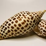 Sanibel Shelling: Junonia, The Illusive Shell