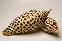 Sanibel & Captiva Shelling, Scaphella Junonia By Tropic~7, Via Creative Commons.