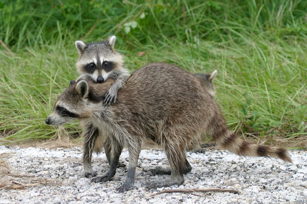 Sanibel Rentals, 3-21-15, Baby Raccoon Peeking Over Mommy By Matthew Paulson Via Creative Commons.