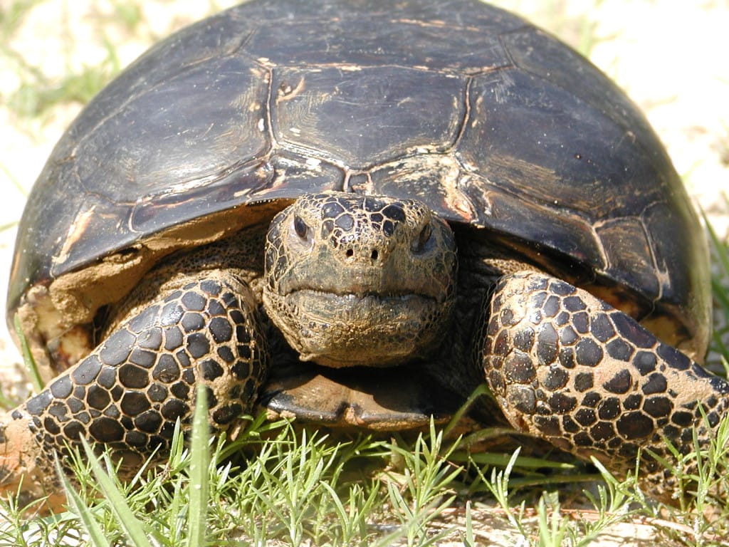 Foraging Gopher Tortoise by U.S. Fish and Wildlife Service Southeast Region, Via Creative Commons.