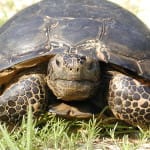 World’s Largest Gopher Tortoise On Sanibel?